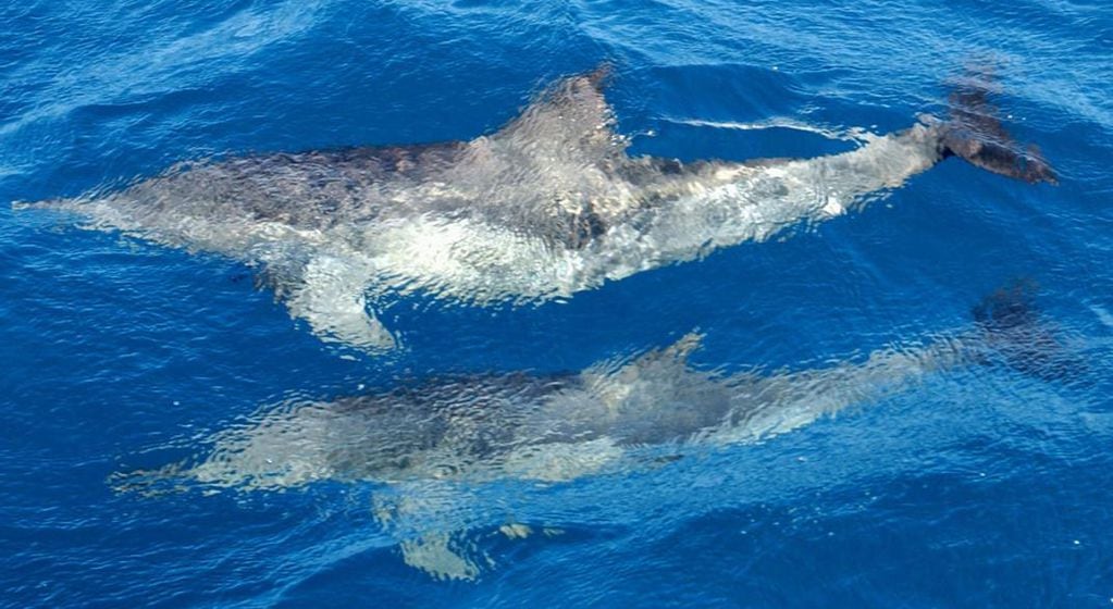 Los delfines pueden detectar la presencia de buzos enemigos. 