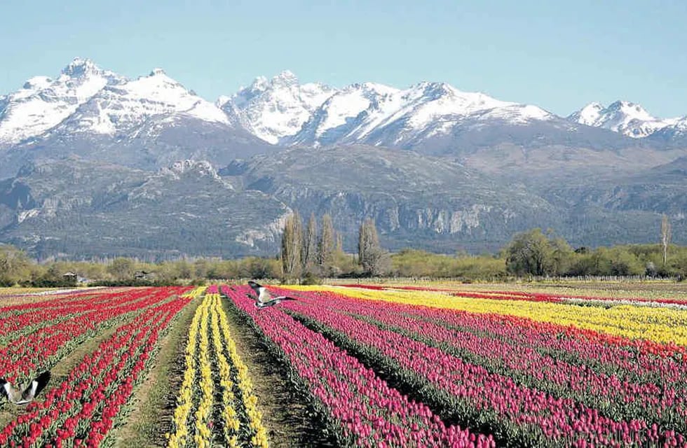 Como alfombras. Hileras cromáticas de 27 colores de tulipanes pintan el paisaje de Trevelin, amparado por la cadena montañosa. 