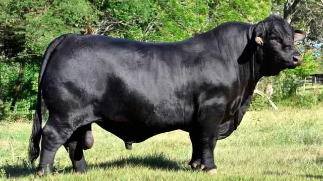 Robaron un toro en Santiago del Estero que vale más de un millón de pesos.