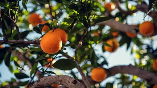 árbol de naranjas