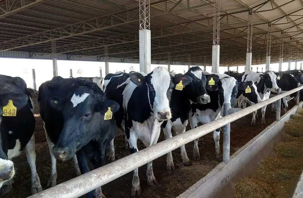 Foto ilustrativa. Vacas de tambo alimentándose. (Bichos de Campo)