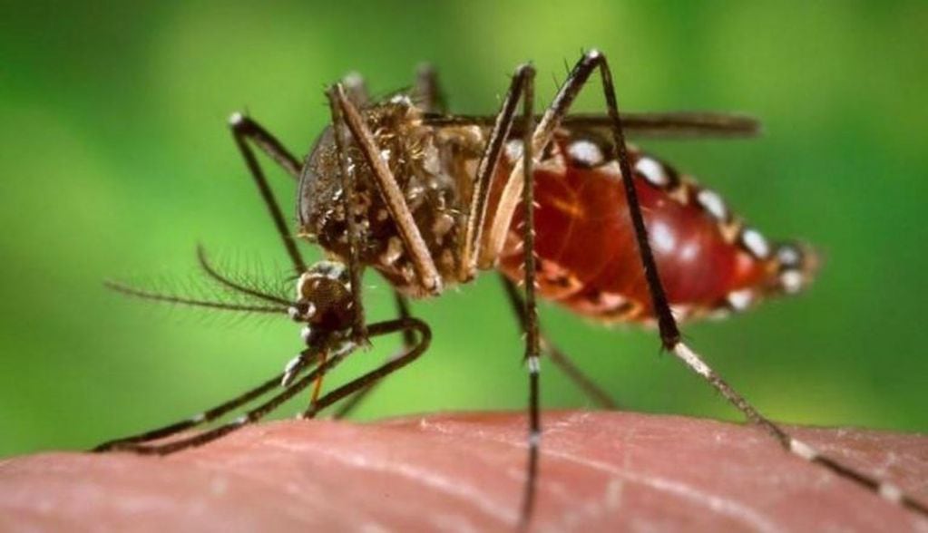 El ministro de Salud de Misiones aseguró que los tres casos confirmados de dengue están fuera de peligro.