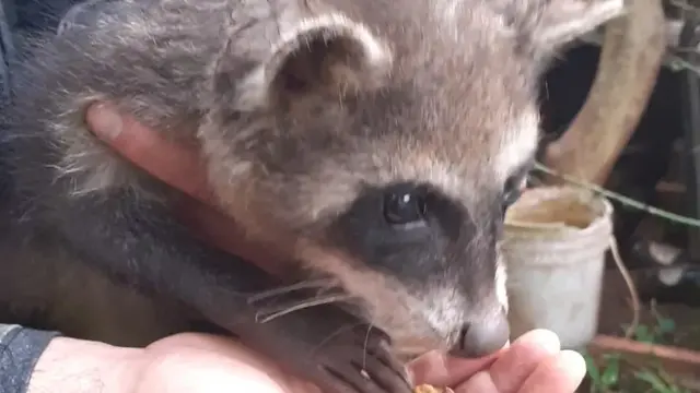 Resguardaron a un mapache que se hallaba en una vivienda posadeña