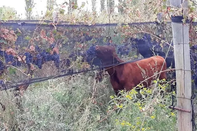 Ganado comiendo entre los viñedos