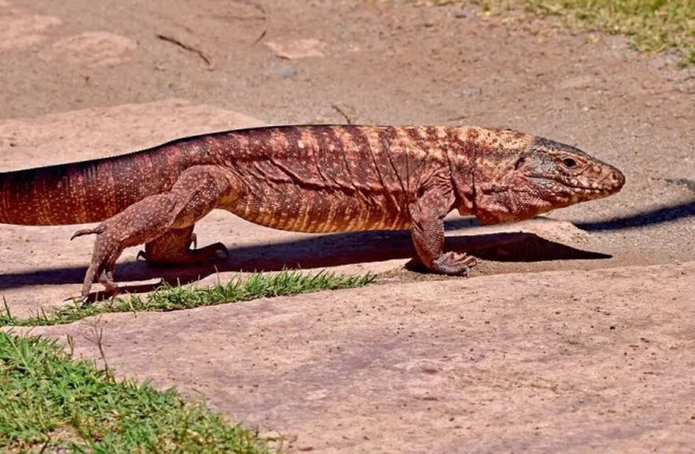 Iguana Colorada