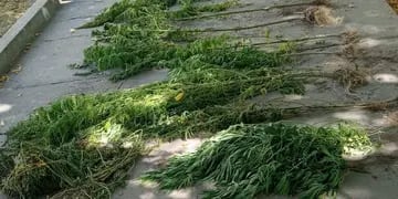 Detienen a una mujer por una plantación de marihuana
