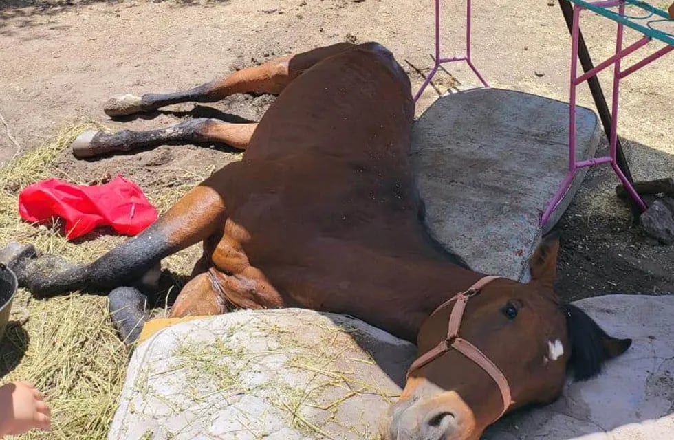 La Fundación Sin Estribos pide una colaboración económica para poder costear la recuperación del caballo rescatado.