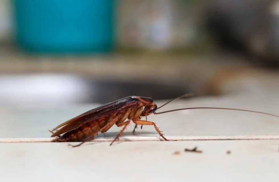 Un grupo de científicas del CONICET dieron consejos para combatir las cucarachas en La Plata