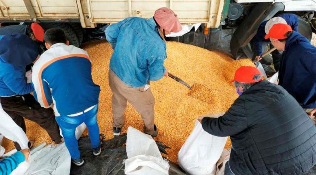 La Cooperativa adquirió mas de 8 toneladas de maíz (Infopico)