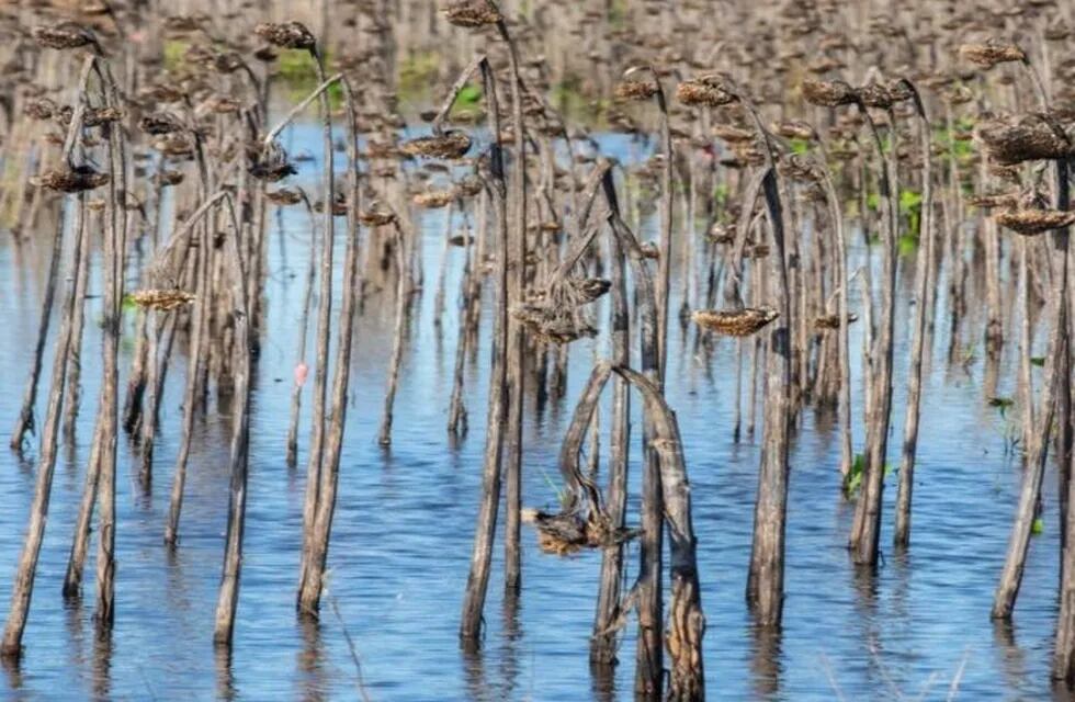 Los cultivos de algodón, girasol y trigo fueron dañados por las lluvias. (Web).