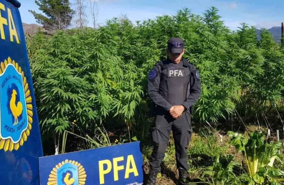 Gracias a varios allanamientos en distintas localidades de Chubut, descubrieron tres campos de marihuana.