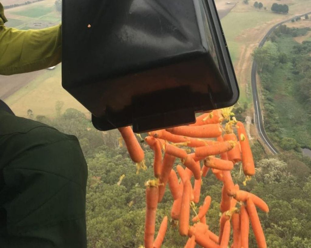 Australia: arrojaron zanahorias y batatas para los animales afectados por los incendios (Foto: Twitter)