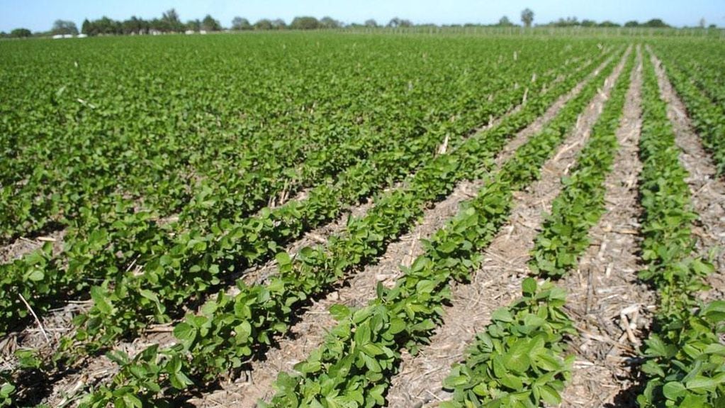 En las provincias agrícolas sólo se fertiliza el 62 por ciento de la superficie destinada a soja, según Fertilizar (La Voz).