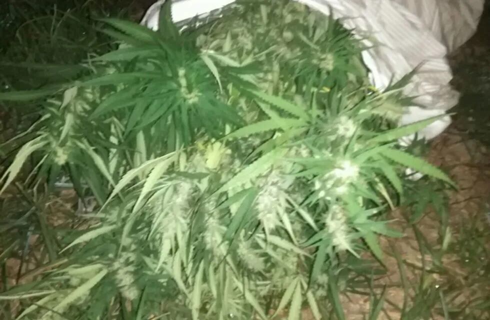 La marihuana secuestrada en San Lorenzo.