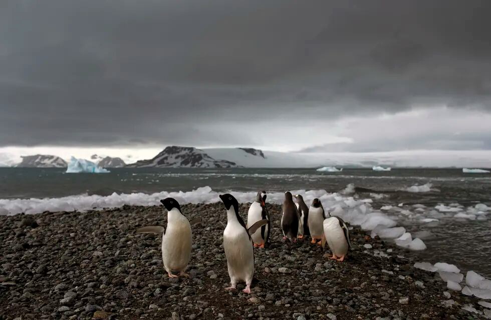 ARCHIVO - Pingüinos caminan por la orilla de Bahía Almirantazgo en Antártida, el 27 de enero de 2015.