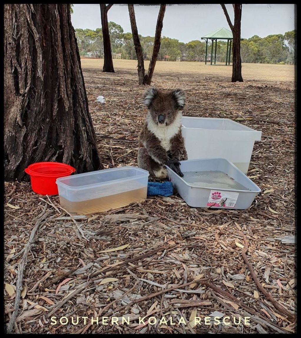 Un tierno Koala lame un árbol para calmar la sed (Web)