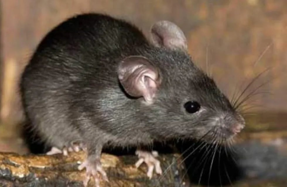 Recomiendan evitar la convivencia con roedores para entrar en contacto con sus secreciones. (Rufinoweb)