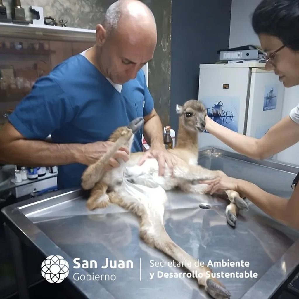 Guanaco bebé rescatado en San Juan