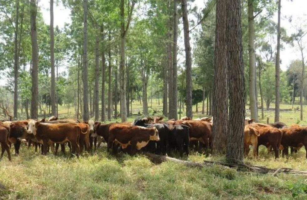 Andresito crece cada día con su producción de carne, en esta imagen combinada con la actividad forestal. (Telenorte)