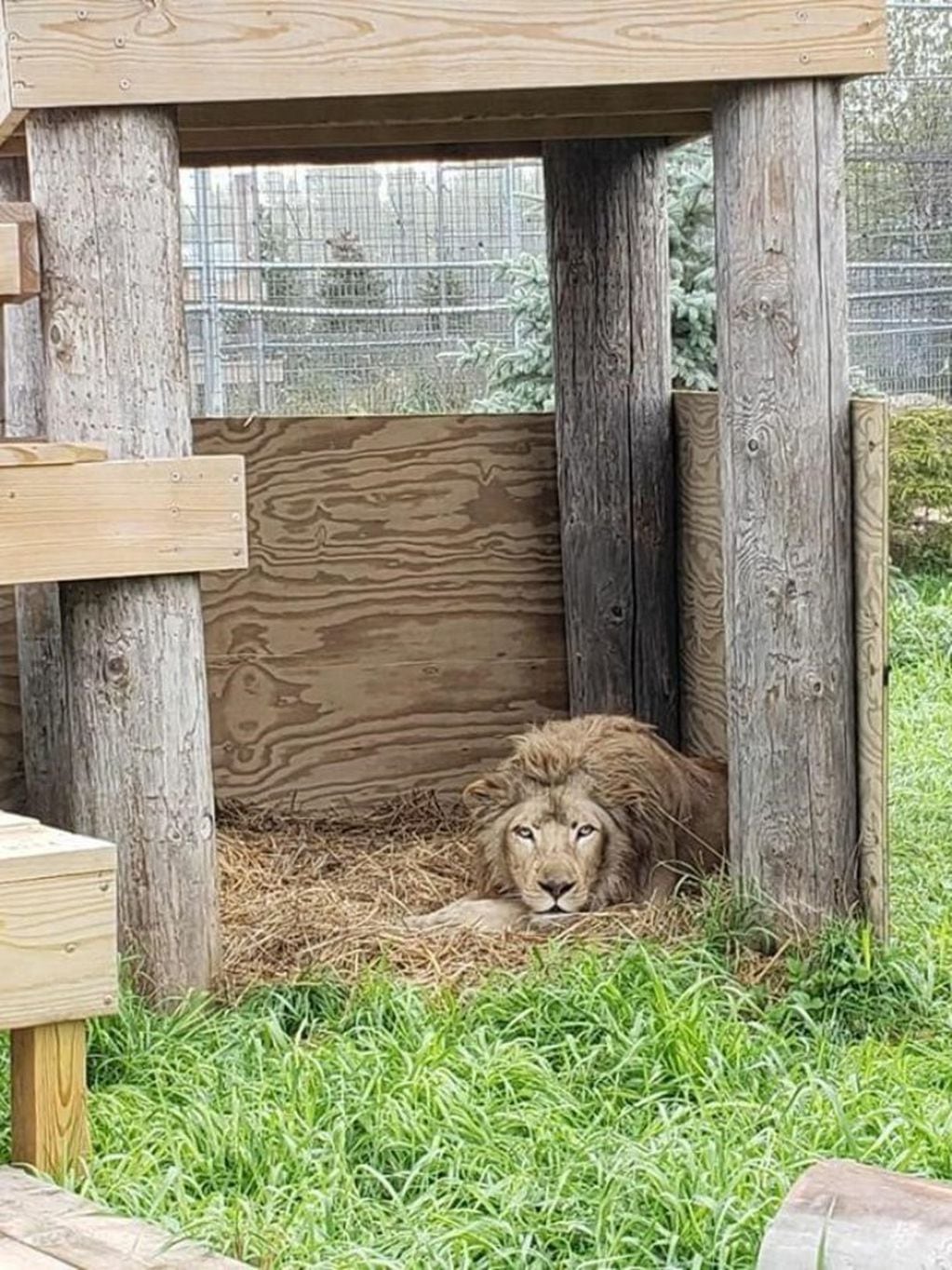 Kimba reconociendo su nuevo hábitat en el  The Wildcat Sanctuary