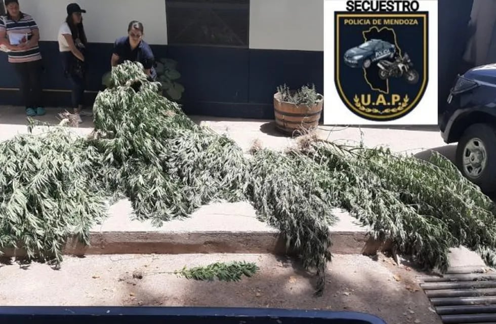 Secuestro de plantas de marihuana en Lujan de Cuyo