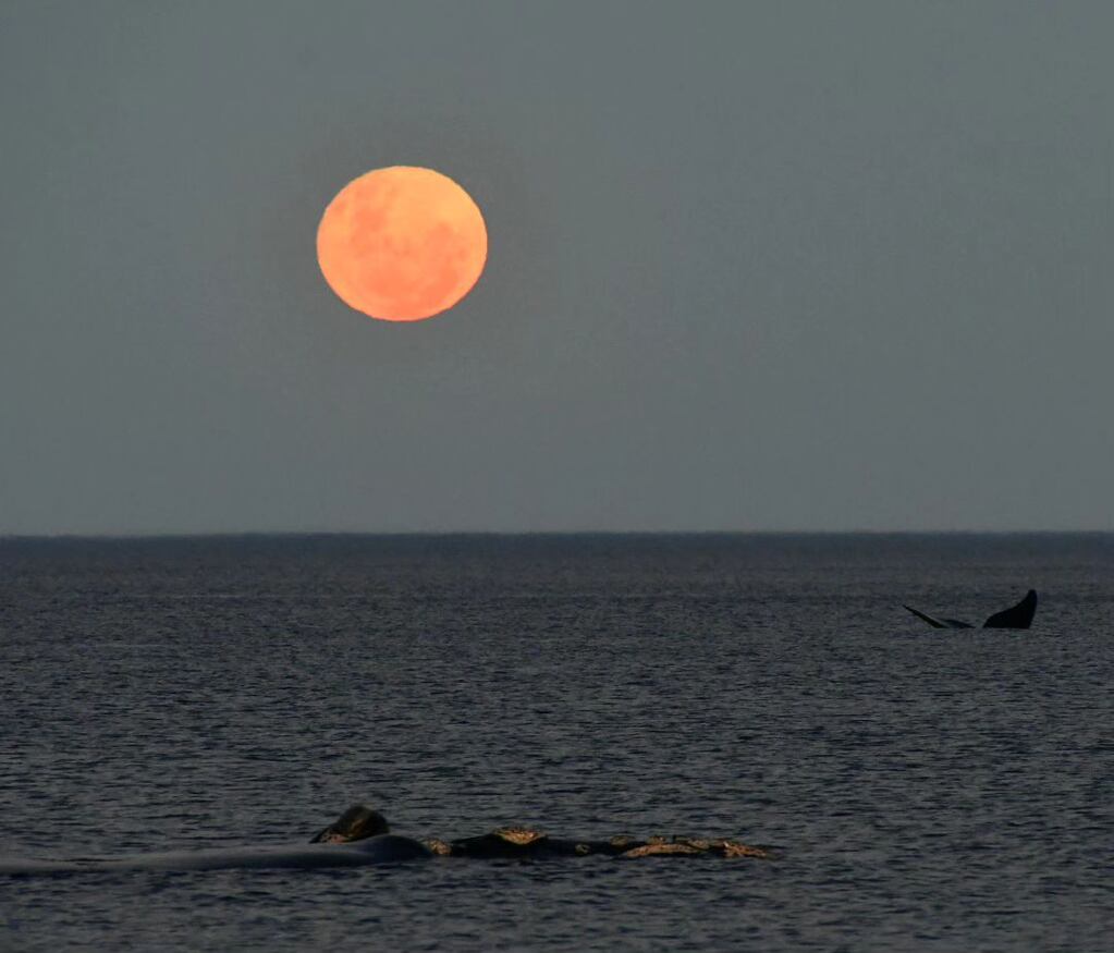 Las ballenas nadando frente a la luna llena en Puerto Madryn.