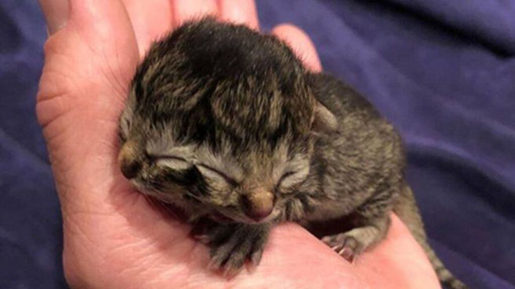 Los King encontraron esta semana que uno de los cuatro gatitos que dio a luz su mascota tiene dos caras.