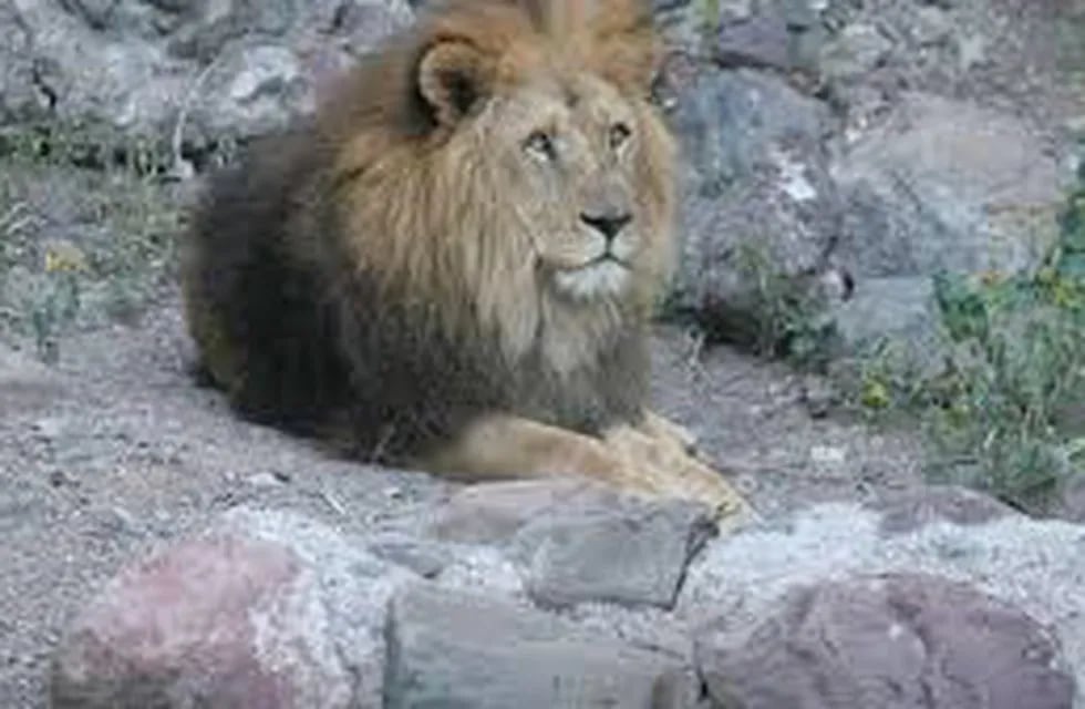 Los leones no están siendo cuidados como corresponde en Santiago. Imagen Ilustrativa