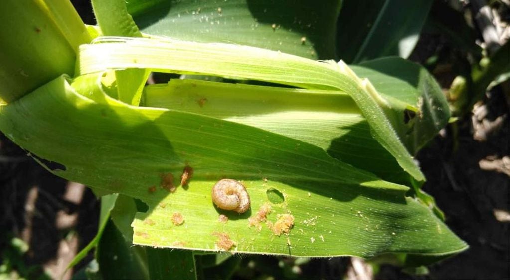 COGOLLERO. Un gusano atacando una planta de maíz en San José de la Dormida. (Leonardo Nóbile para la Bolsa de Cereales de Córdoba)