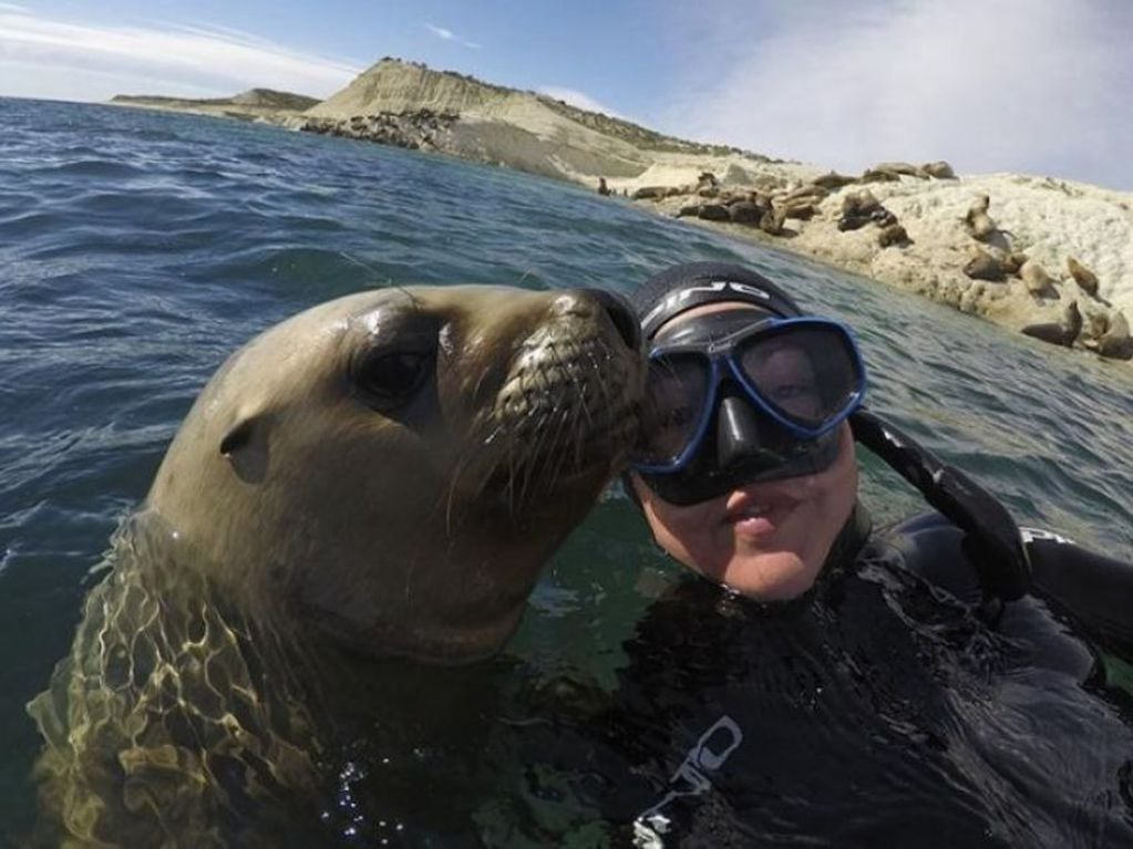 La posibilidad de hacer snorkel con lobos marinos en medio del mar