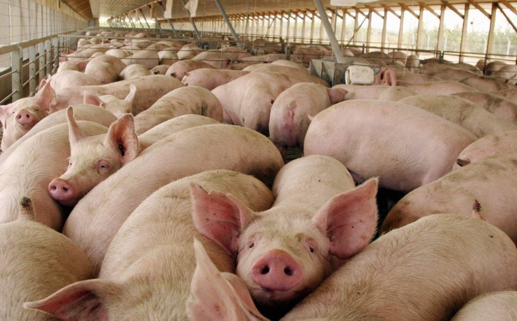 Producción de carne de cerdo en feed lots.