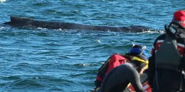 Rescate de ballena en el Beagle - Ushuaia.