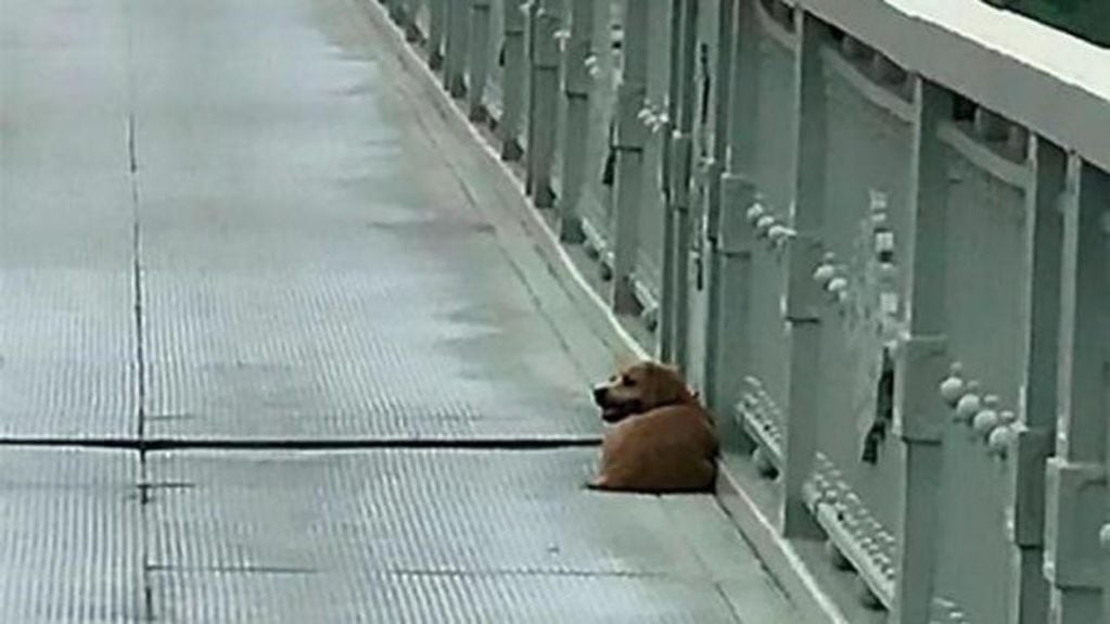 La tierna imagen de un perro que espera fielmente a su dueño en el puente donde se suicidó