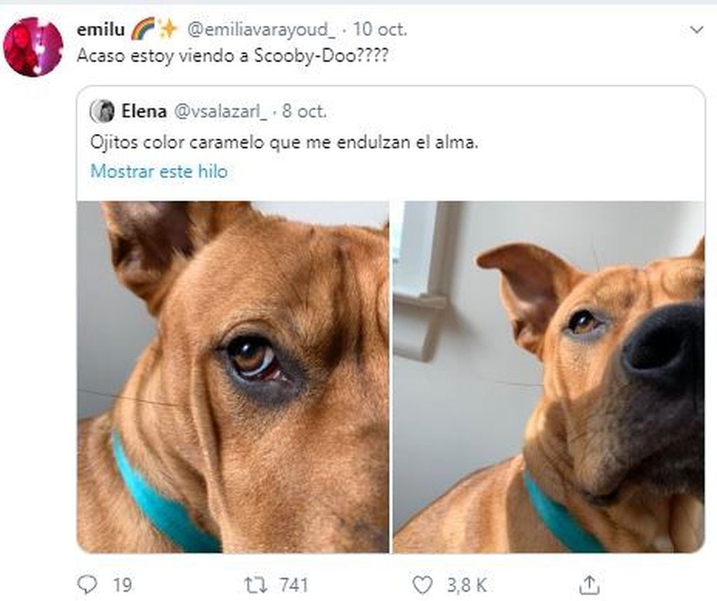 Furor en Twitter por un perro que es idéntico a Scooby-Doo (Foto: Captura de Twitter)