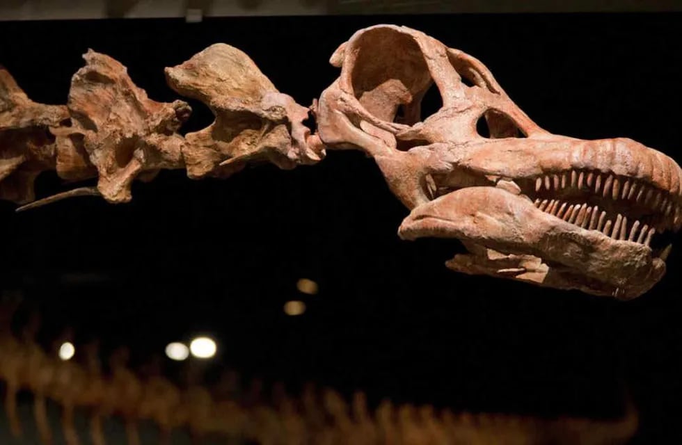 Muestra paleontológica “Gigantes del Pasado” en el Museo Mulazzi de Tres Arroyos  IMAGÉN ILUSTRATIVA (AP/ Mary Altaffer/Archivo).