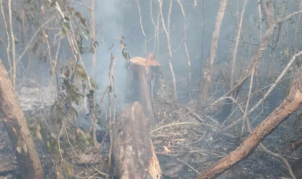 Debido a un incendio, se vislumbraron los estragos de la tala indiscriminada.