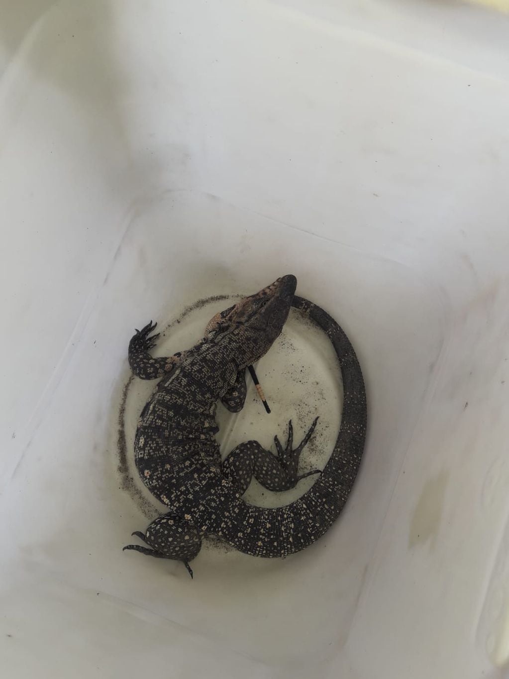 Otro lagarto fue recuperado de un domicilio en barrio Parque Ituzaingó.
