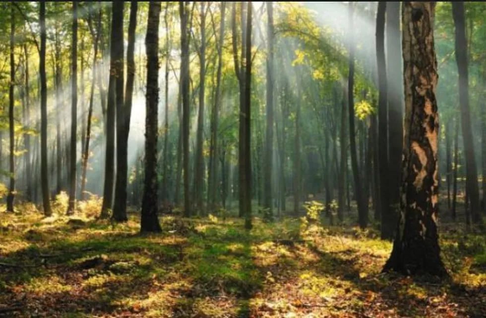 Reglamentaron la ley de bosques bonaerenses