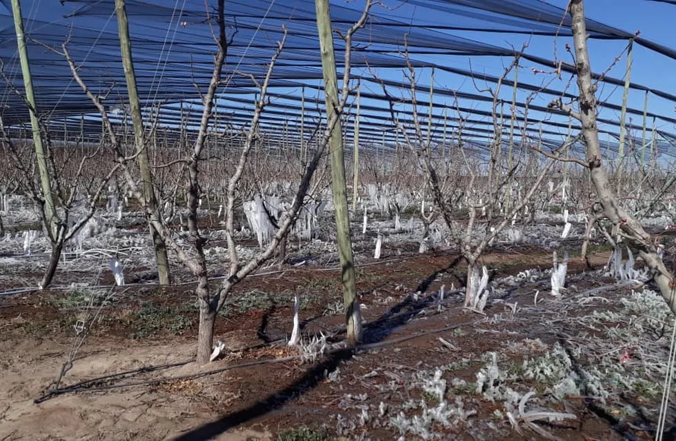 Las heladas tardías afectaron 46.000 hectáreas productivas en Mendoza. Imagen ilustrativa