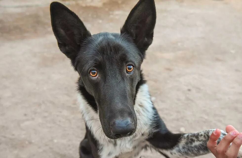 Milo, un perrito que tiene la red social de  Instagram