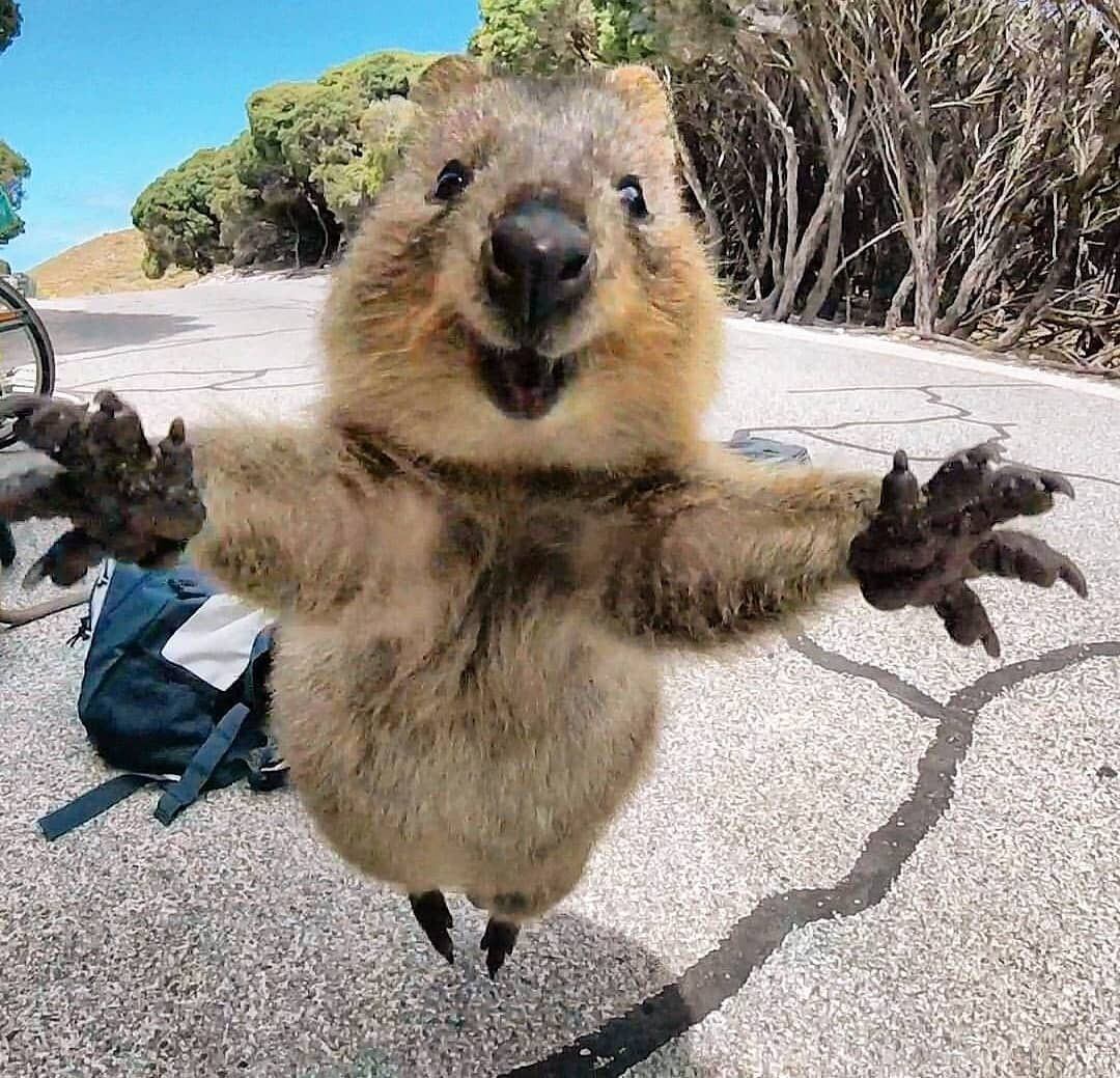 El quokka es un marsupial. (Instagram/@cambojones2020)