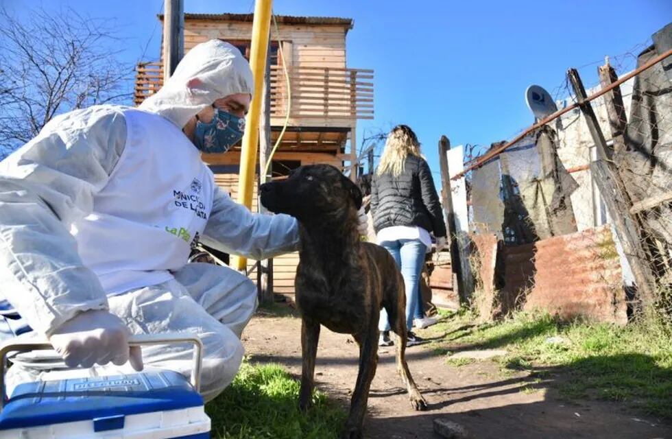 Quienes se contagien coronavirus pueden pedir el hisopado de sus mascotas. (Municipalidad de La Plata)