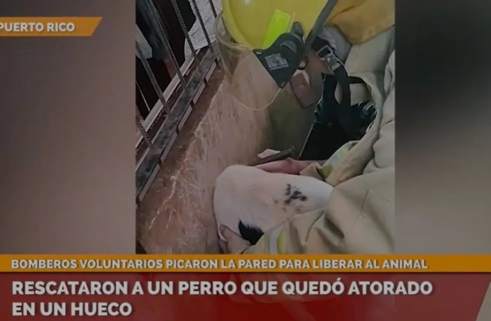 Bomberos de Puerto Rico rescataron a un perro que metió su cabeza en el hueco de una pared y quedó atrapado.