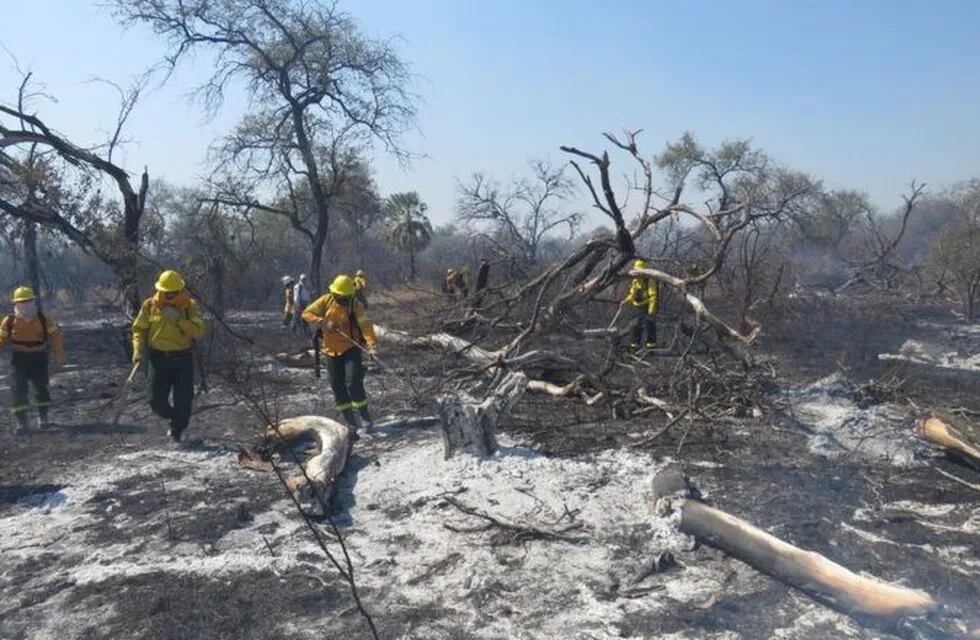 Los incendios forestales han arrasado con más de 70.000 hectáreas de bosque nativo.