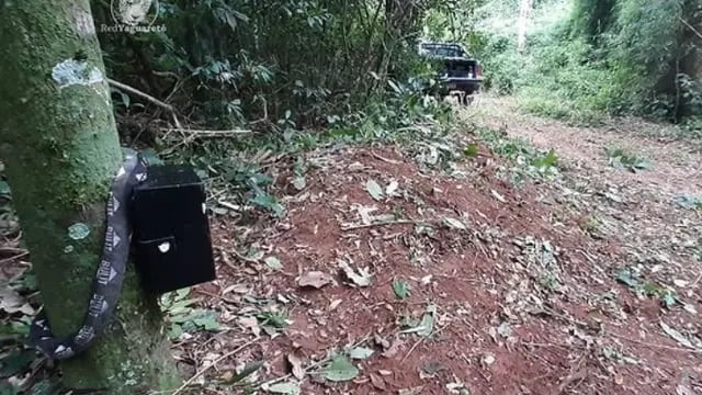 Instalan nuevas cámaras trampa en el Parque Nacional Iguazú