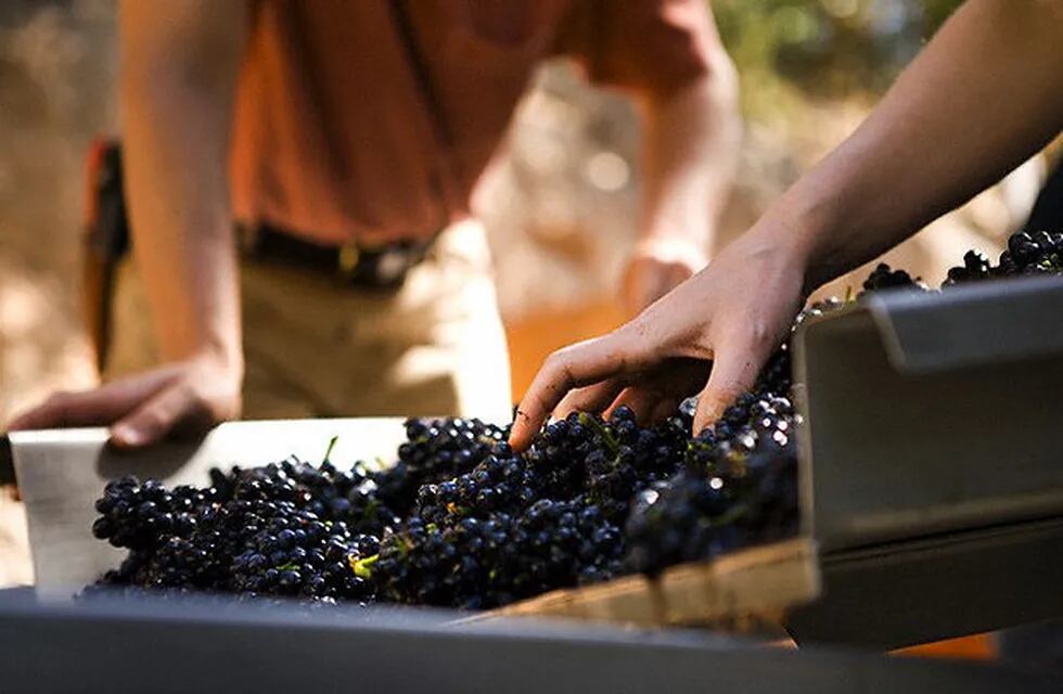 Elaboración de Vino Casero