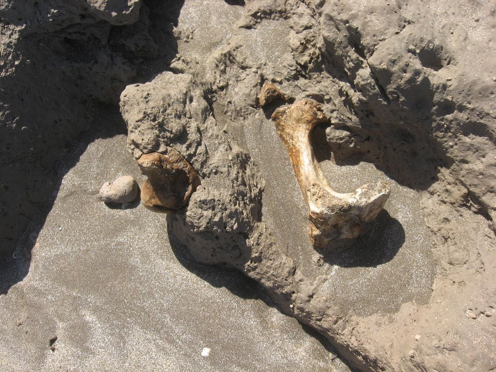 El descubrimiento fue este domingo en La Caleta – a 25 kilómetros de Mar del Plata-.