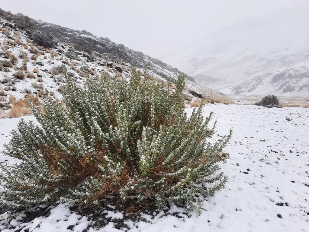 Mirá las increíbles postales del Parque Nacional El Leoncito cubierto de nieve