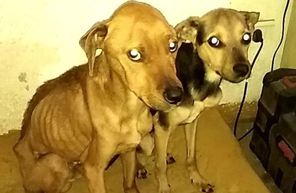 Rescatan a dos perritos en un fuerte estado de desnutrición