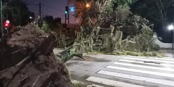 Árbol caído en Rosario